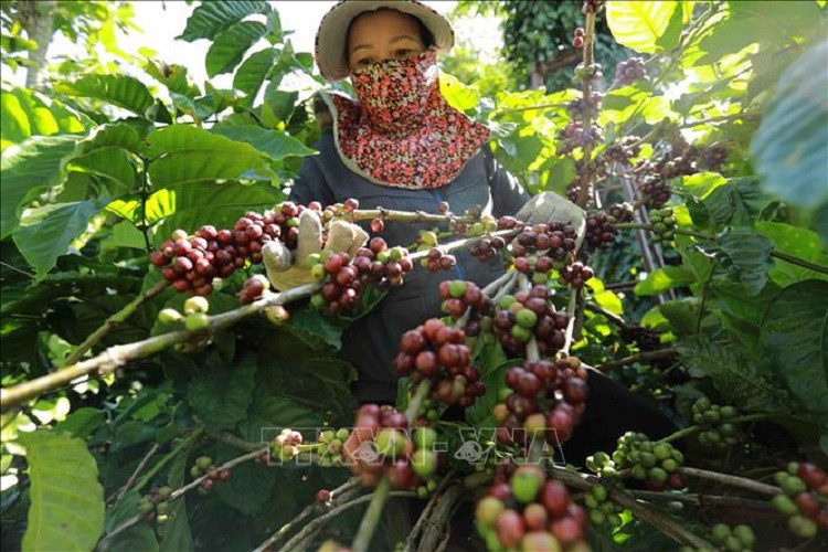 Bộ Công Thương lên kế hoạch hành động phát triển vùng Tây Nguyên