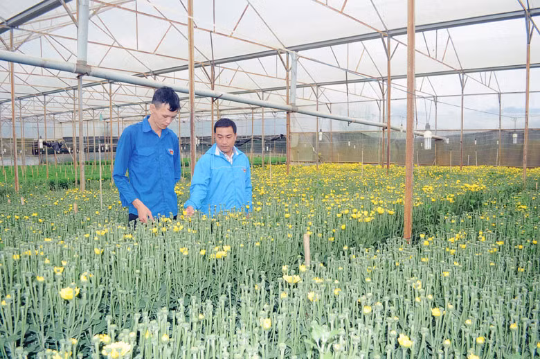 Lâm Đồng: Mỗi dự án thanh niên khởi nghiệp được hỗ trợ tối đa 2 tỷ đồng