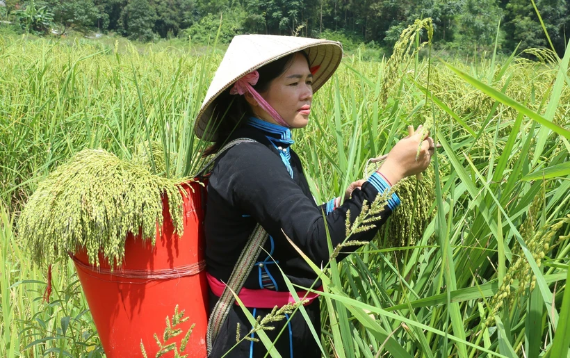 Du lịch Việt Nam: Cao nguyên trắng Bắc Hà khai hội “Hương cốm mùa Thu vàng”