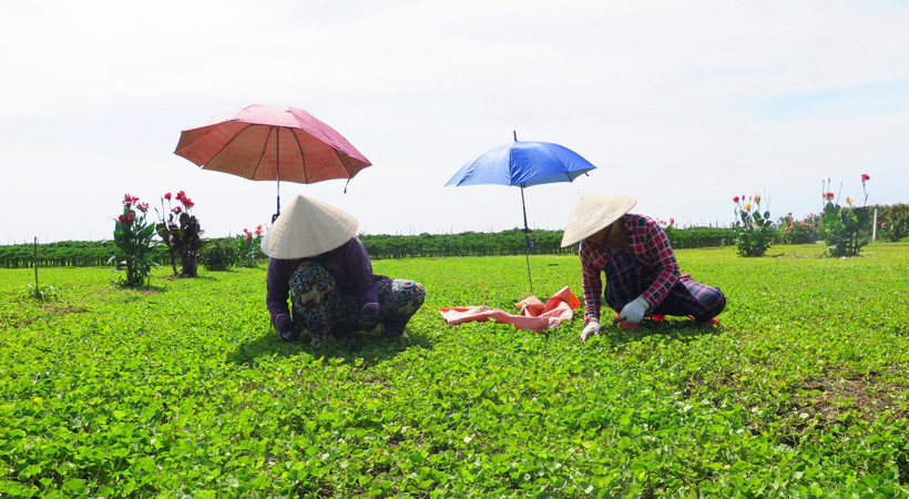Phát triển thương hiệu rau má Quảng Thọ