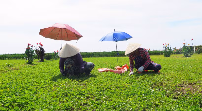 Phát triển thương hiệu rau má Quảng Thọ