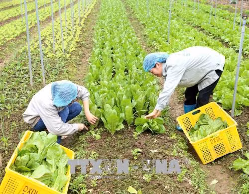 Thu hoạch sản phẩm rau ăn lá tại Cơ sở sản xuất rau an toàn Thanh Hà ở thôn Bằng Sở, xã Ninh Sở, huyện Thường Tín, Hà Nội, chuyên sản xuất các loại rau ăn lá theo quy trình sản xuất nông nghiệp hữu cơ. Ảnh: Vũ Sinh-TTXVN