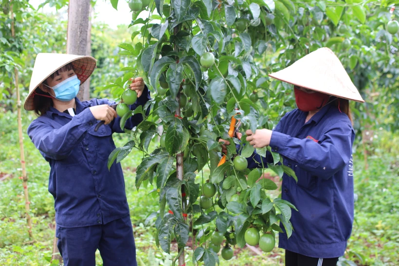Thu nhập cao từ trồng cây chanh leo