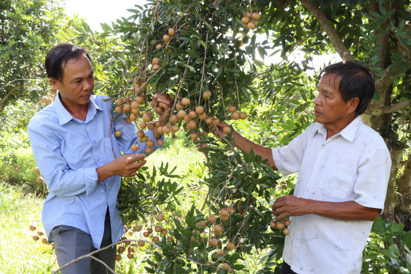 Nhãn là cây trồng chủ lực của xã Tam Hiệp, huyện Bình Đại, tỉnh Bến Tre. Ảnh: Công Trí- TTXVN