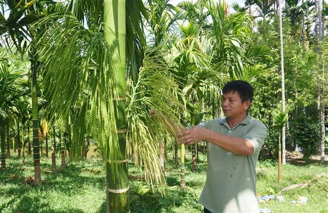 Mô hình trồng cau ở miền núi cho thu nhập hàng tỷ đồng mỗi năm