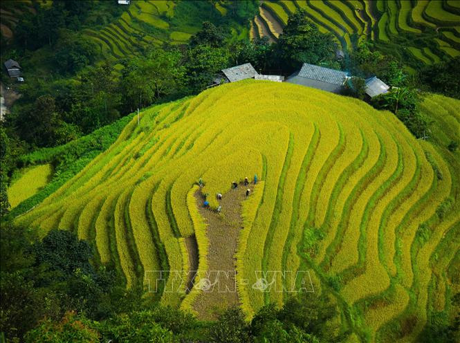 Ruộng lúa bậc thang ở xã Bản Luốc, huyện Hoàng Su Phì (Hà Giang). Ảnh: Nguyễn Chiến-TTXVN
