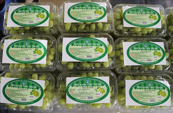 Sản phẩm nho xanh của Công ty TNHH Sản xuất và Thương mại nông sản Thái Thuận – Ninh Thuận đã được xử lý sạch trên dây chuyền công nghệ hiện đại của dự án cấp Bộ Nông nghiệp và Phát triển nông thôn. Ảnh: Nguyễn Thành – TTXVN