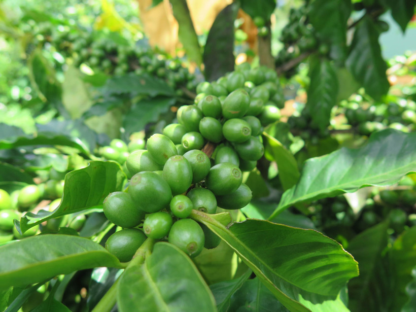 Cà phê xứ lạnh đang dần có chỗ đứng trên thị trường