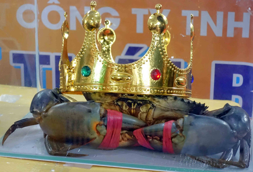 Ngày hội cua Cà Mau: Cua “Bình Dư” nặng 1,452kg từ huyện Năm Căn giành giải cua lớn nhất