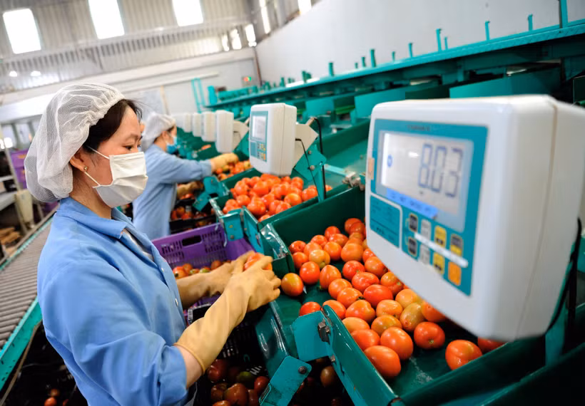 Công ty sản xuất thương mại nông sản Phong Thúy là một trong những đơn vị tiên phong ứng dụng công nghệ cao, thông minh vào sản xuất nông nghiệp của tỉnh Lâm Đồng. Ảnh: An Hiếu