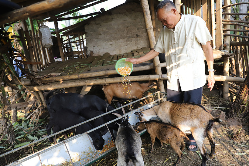 Gia đình già làng Trương Viết Văn thường xuyên gương mẫu, đi đầu trong các phong trào phát triển kinh tế ở địa phương. Ảnh: An Văn Đạt
