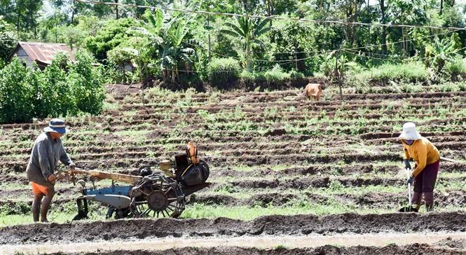 Cấy lúa ở huyện Phú Thiện, tỉnh Gia Lai. Ảnh: Hồng Điệp - TTXVN