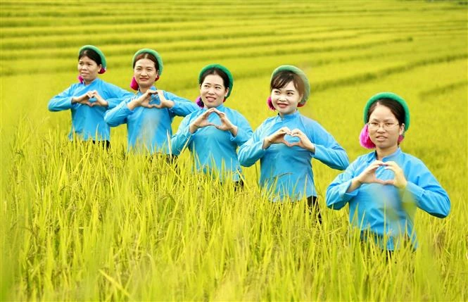 Phụ nữ người dân tộc Sán Chỉ trải nghiệm mùa vàng vùng cao tại ruộng bậc thang. Ảnh: TTXVN phát