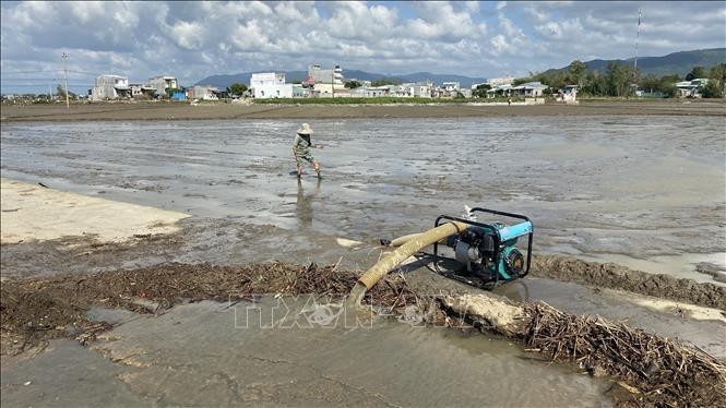 Nhiều diện tích sản xuất vụ Đông Xuân của người dân xã Phước Thắng phải gieo sạ lại lần thứ 3, trước đó người dân gieo sạ thì bị ngập úng, hư hại. Ảnh: Tường Quân - TTXVN