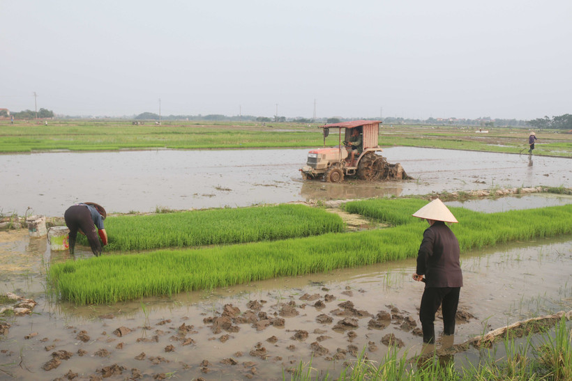 Nông dân huyện Yên Lạc, tỉnh Vĩnh Phúc làm đất, nhổ mạ cấy lúa trên đồng ruộng. Ảnh: Nguyễn Trọng Lịch-TTXVN