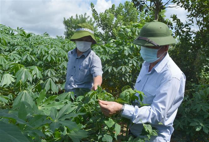 Mở rộng diện tích giống sắn sạch, kháng bệnh ở Kon Tum