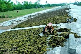 Liên kết phát triển chuỗi sản xuất rong biển