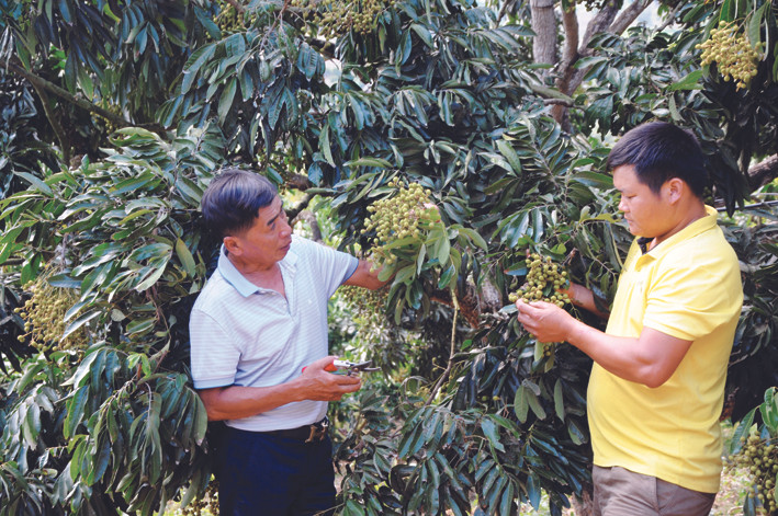 Ông Lê Danh Phúc (bên trái), Phó Giám đốc Hợp tác xã dịch vụ nông nghiệp Bảo Minh hướng dẫn xã viên cắt tỉa nhãn để nhãn đạt năng suất, chất lượng tốt nhất. Ảnh: Quang Quyết