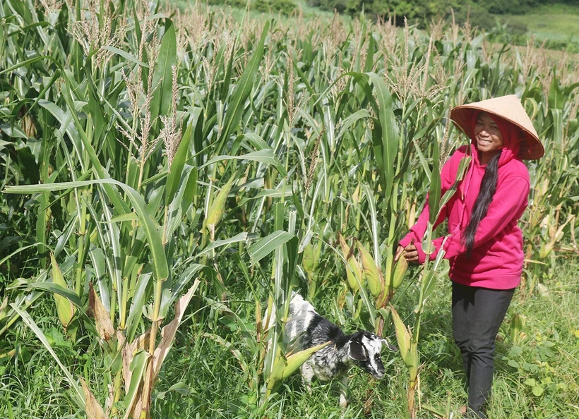 Đầu tư ứng trước giống bắp lai mang lại thu nhập cao. Ảnh:baobinhthuan.com.vn