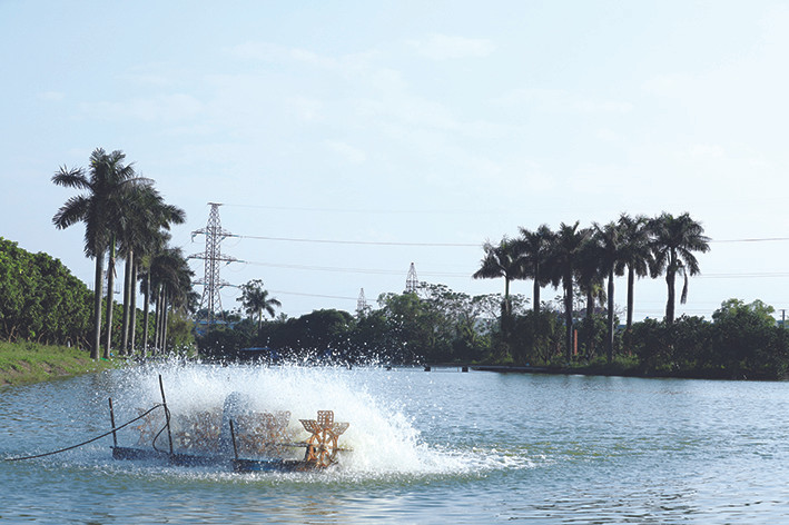 Công tác chuẩn bị ao nuôi được tốt sẽ giúp môi trường nước ao nuôi có chất lượng, giảm bớt mầm bệnh trong quá trình nuôi. Ảnh: Ngọc Kỳ