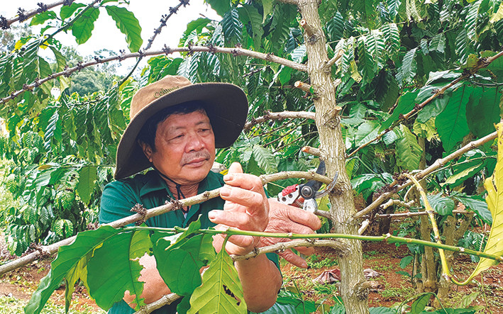 Nhờ áp dụng khoa học - kỹ thuật vào sản xuất nên mô hình vườn - ao - chuồng của gia đình ông Phạm Văn Xây luôn cho năng suất cao. Ảnh: Hồng Điệp