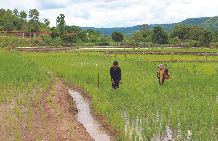 Những năm vừa qua, đồng bào dân tộc ở các làng Keo, A Chông, Vơng Chép đã mở rộng được hơn 100 ha diện tích lúa 2 vụ. Ảnh: Hồng Điệp