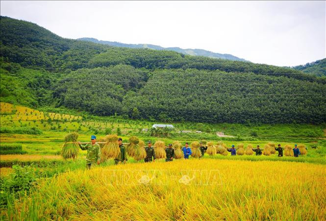 Với phương châm “giúp nhà nào, gọn nhà đó”, cán bộ, chiến sĩ Đồn Biên phòng Mường Mươn đã huy động lực lượng để hoàn tất việc gặt, thu gom, gánh lúa về bản làng trong thời gian nhanh nhất. Ảnh: TTXVN phát