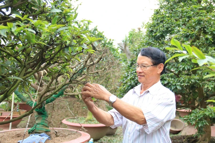 Người dân lặt lá để mai nở hoa đúng dịp Tết Nguyên đán. Ảnh: Lê Thúy Hằng – TTXVN