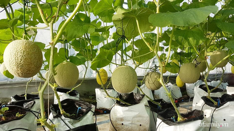 Thầy giáo truyền cảm hứng làm nông nghiệp công nghệ cao