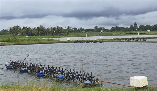 Ao tôm của một nông dân ở thị xã Vĩnh Châu (Sóc Trăng). Ảnh: Chanh Đa - TTXVN