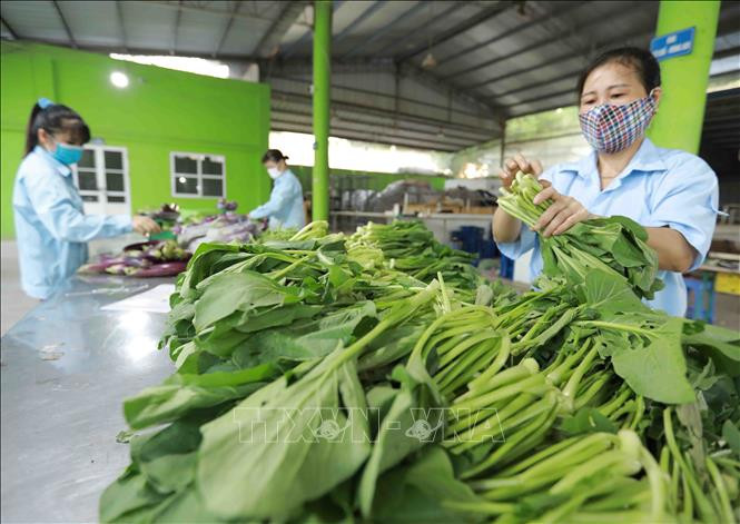 Xã viên Hợp tác xã rau an toàn Văn Đức đóng gói sản phẩm rau-quả để cung cấp cho các siêu thị Thủ đô trong những ngày thực hiện giãn cách xã hội. Ảnh: Vũ Sinh – TTXVN