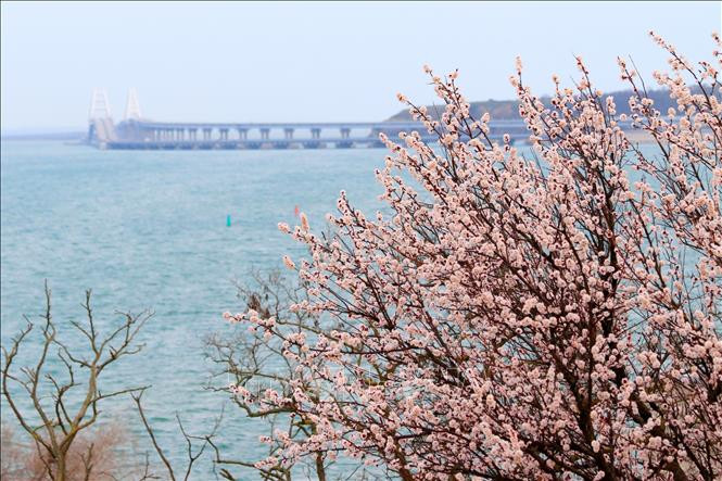 Hoa đào nở trên bán đảo Crimea. Ảnh: Trần Hiếu - PV TTXVN tại Nga