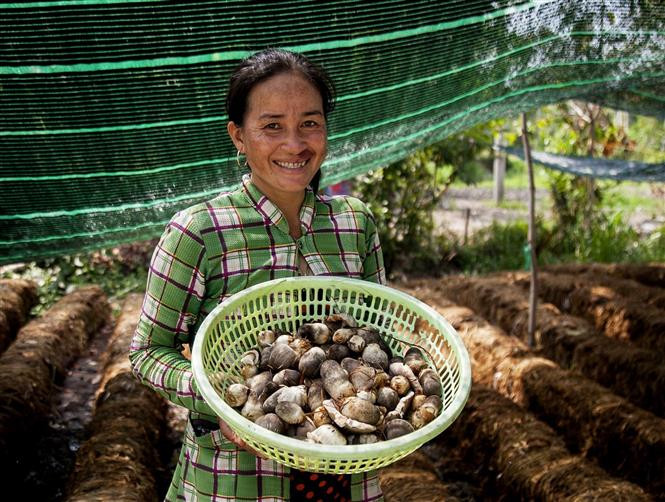 Trồng nấm rơm giúp người dân Khmer ổn định kinh tế