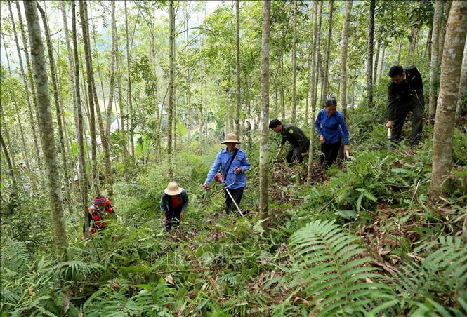Tuyên Quang hướng tới hình mẫu về phát triển kinh tế lâm nghiệp