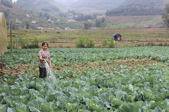Sơn La nhân rộng các ứng dụng công nghệ trong phát triển cây trồng