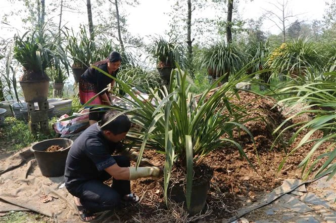 Thanh niên vùng biên giới Lai Châu vượt khó khởi nghiệp