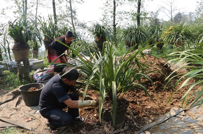 Thanh niên vùng biên giới Lai Châu vượt khó khởi nghiệp