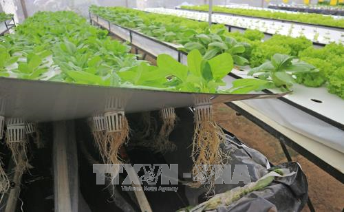 Bước đột phá sản xuất nông nghiệp công nghệ cao Đà Lạt