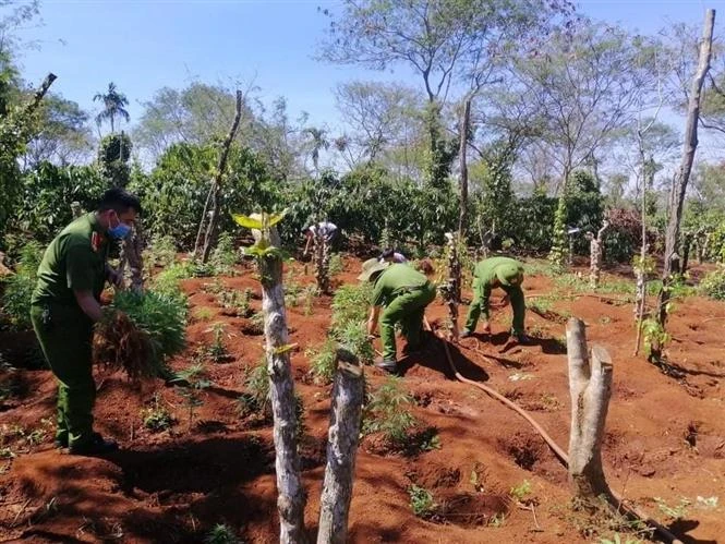 Đắk Lắk liên tiếp phát hiện các vụ trồng cần sa trái phép