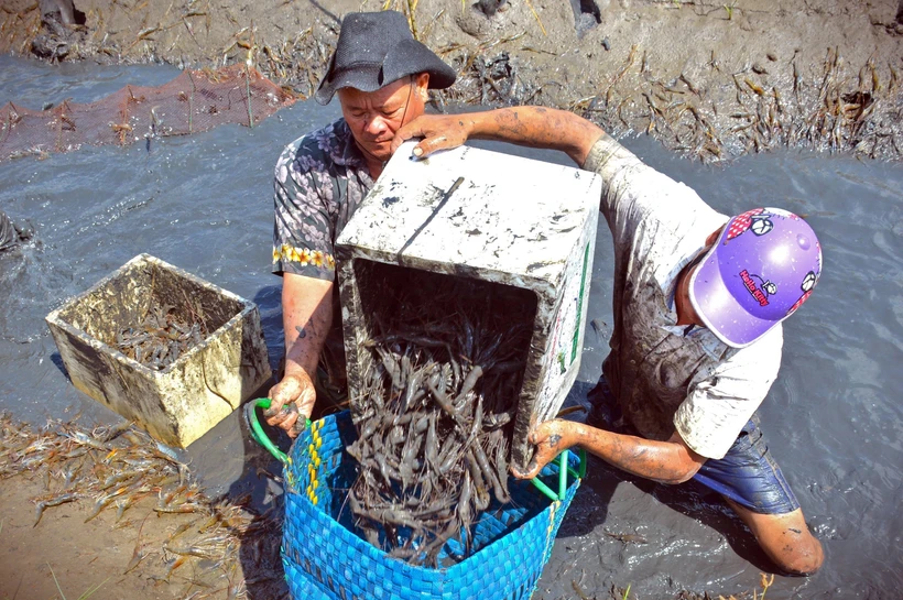 Mô hình lúa - tôm thích ứng tốt với điều kiện biến đổi khí hậu. Ảnh: Huỳnh Anh - TTXVN