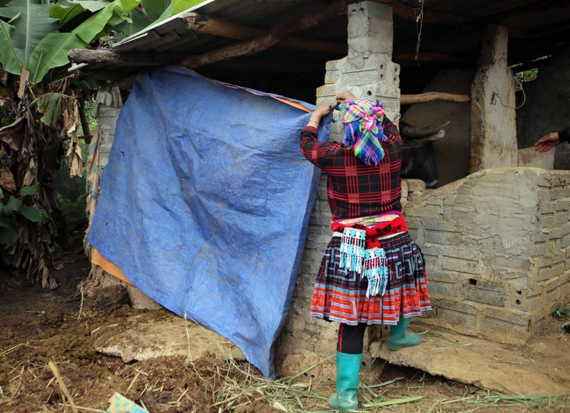 Phòng chống rét cho gia súc nơi vùng cao biên giới Lai Châu