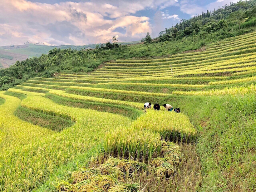 Mô hình “bản người Mông tự quản” tại xã Phong Dụ Thượng, huyện Văn Yên (Yên Bái) giúp cho đời sống của đồng bào Mông nơi đây từng bước được cải thiện, tỷ lệ hộ nghèo giảm nhanh, an ninh trật tự trên địa bàn được bảo đảm. Ảnh: TTXVN