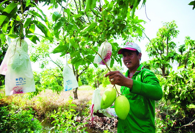 Xoài cát Hòa Lộc đến kỳ thu hoạch phải bao trái theo đúng quy chuẩn VietGAP. Ảnh: Hồng Đạt - DTMN