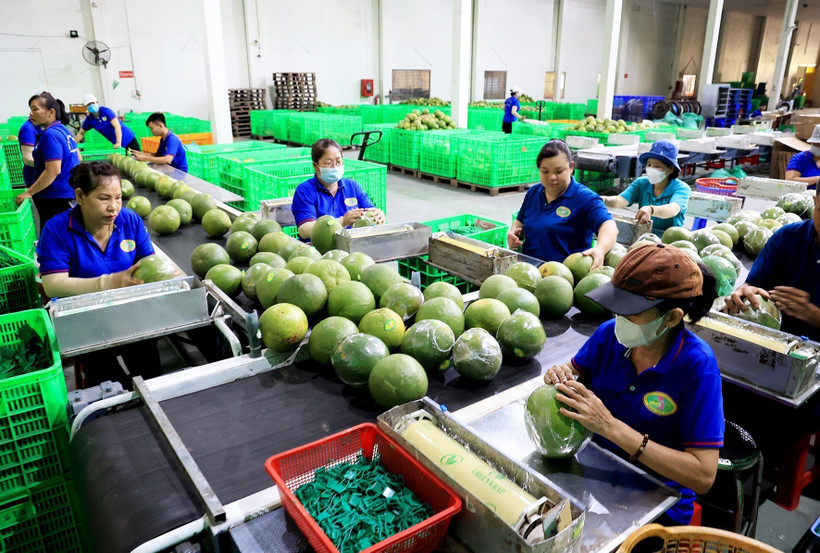 Bến Tre hình thành các chuỗi giá trị sản phẩm nông nghiệp chủ lực
