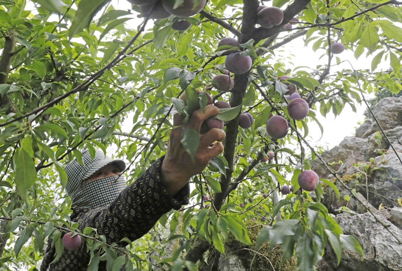 Mận Sơn La sẽ được đưa vào suất ăn hàng không Việt Nam