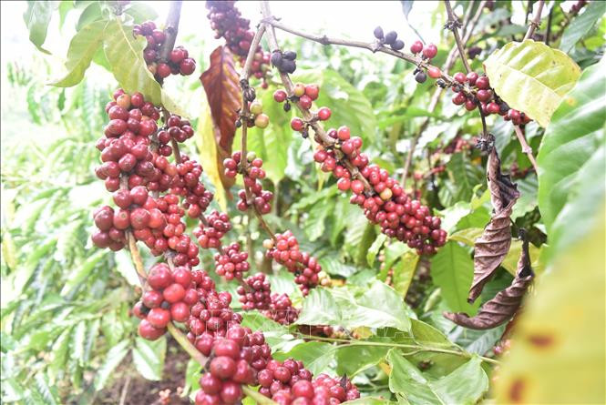 Cà phê Thuận An được dán tem truy xuất nguồn gốc, có đăng ký mã vùng trồng và đăng ký bảo hộ thương hiệu hàng hóa, sản phẩm. Ảnh: Nguyên Dung-TTXVN