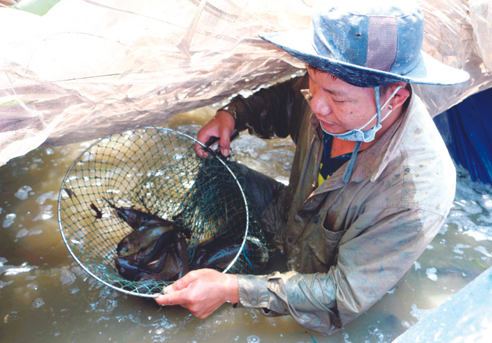 Thả nuôi cá rô đem lại thu nhập cao cho bà con nông dân ở ấp Bình Thành, xã Bình Thành, huyện Thoại Sơn (An Giang). Ảnh: Công Mạo