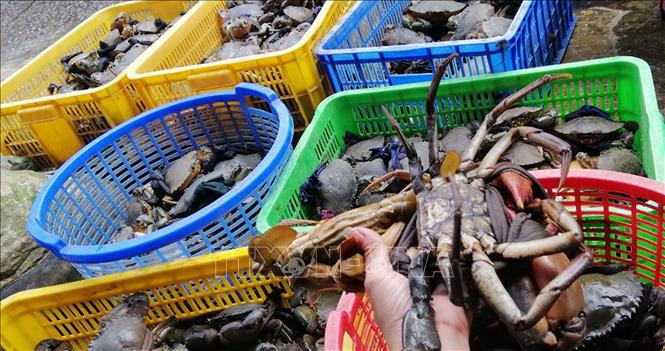 Nông dân Trà Vinh nuôi cua biển mang lại lợi nhuận cao