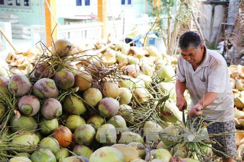 Phát triển vùng chuyên canh, tăng giá trị cho sản phẩm dừa