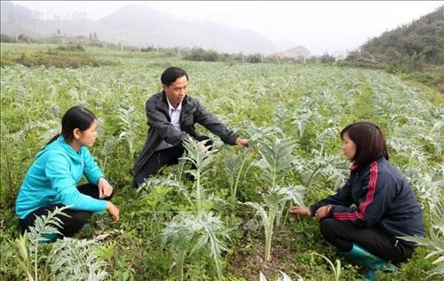 Phát triển kinh tế dược liệu gắn với du lịch và OCOP